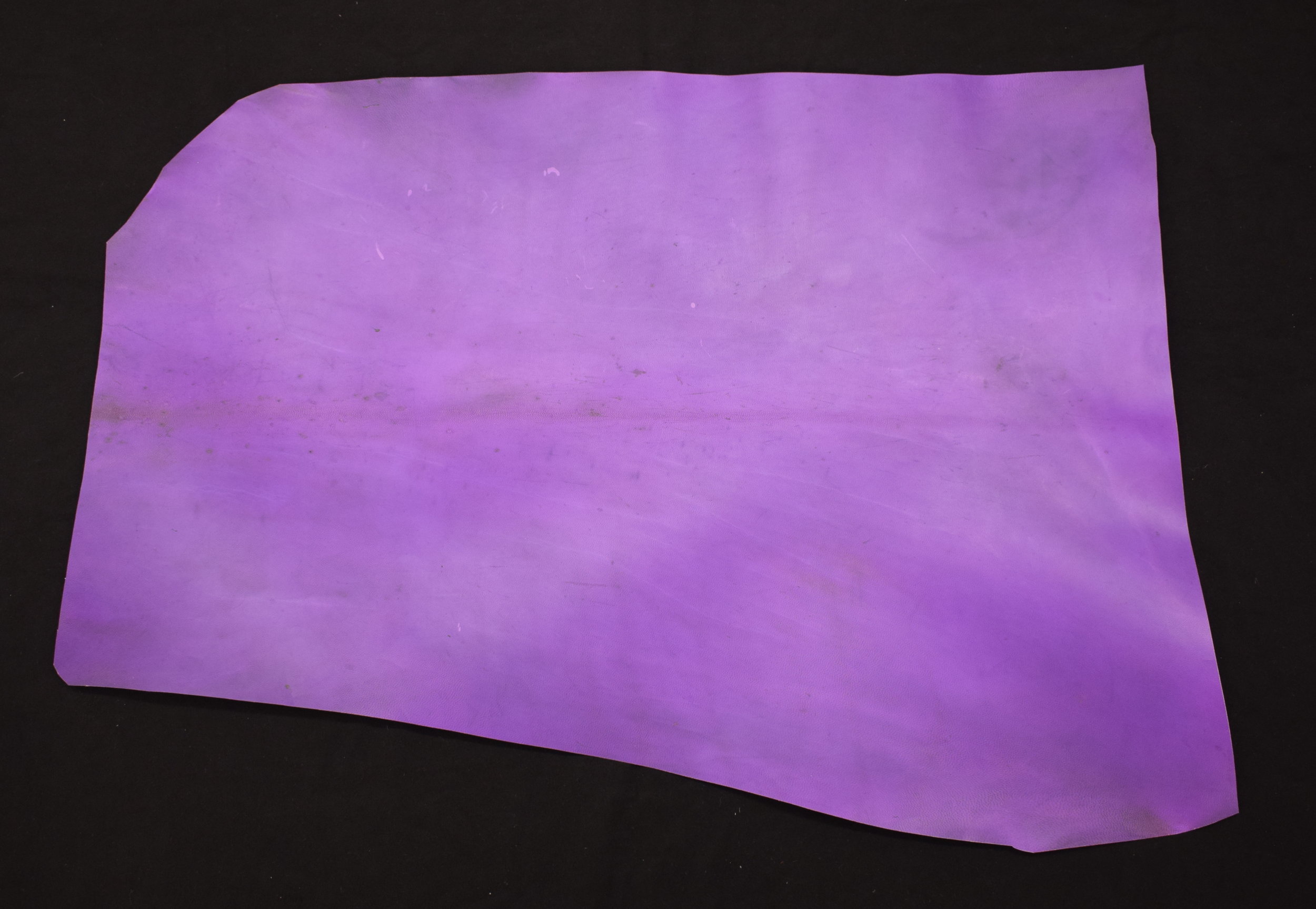 parchment_purple_hair_side_DSC_0899.JPG