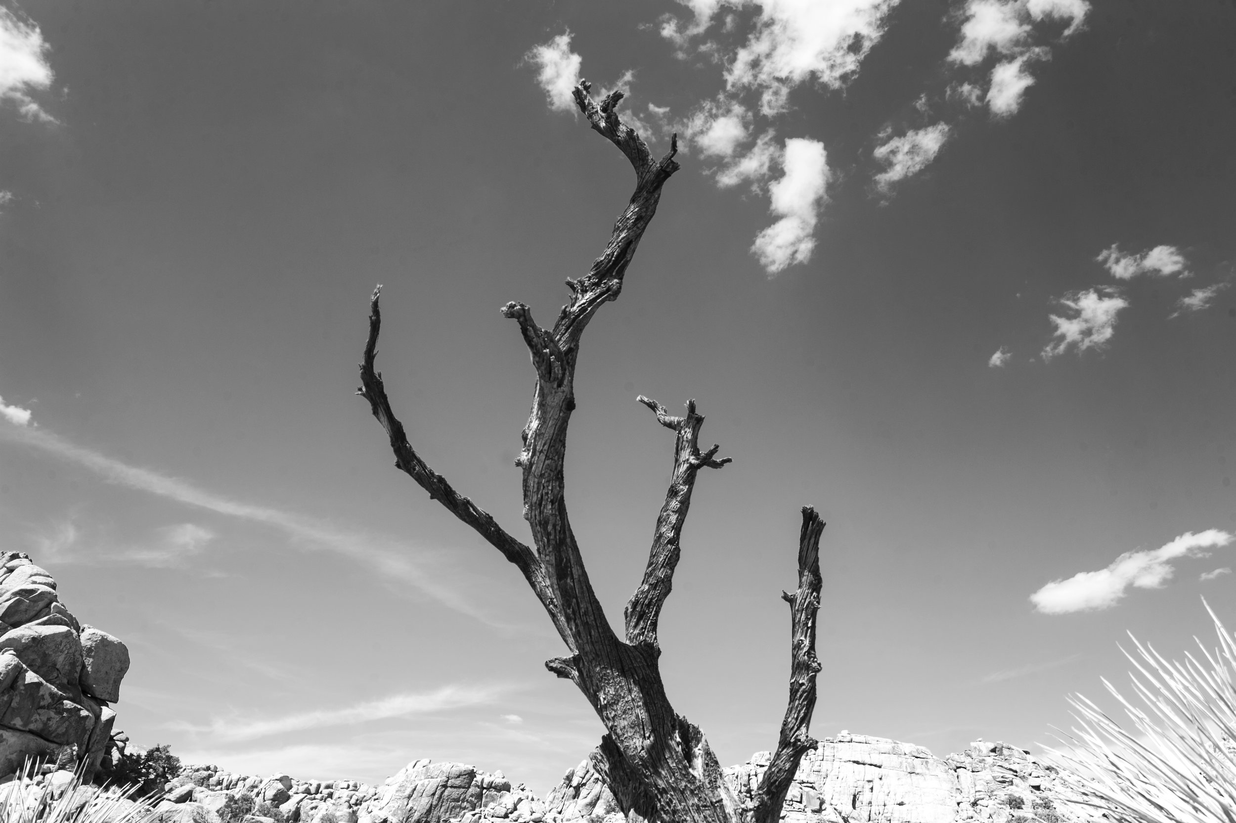 Joshua Tree