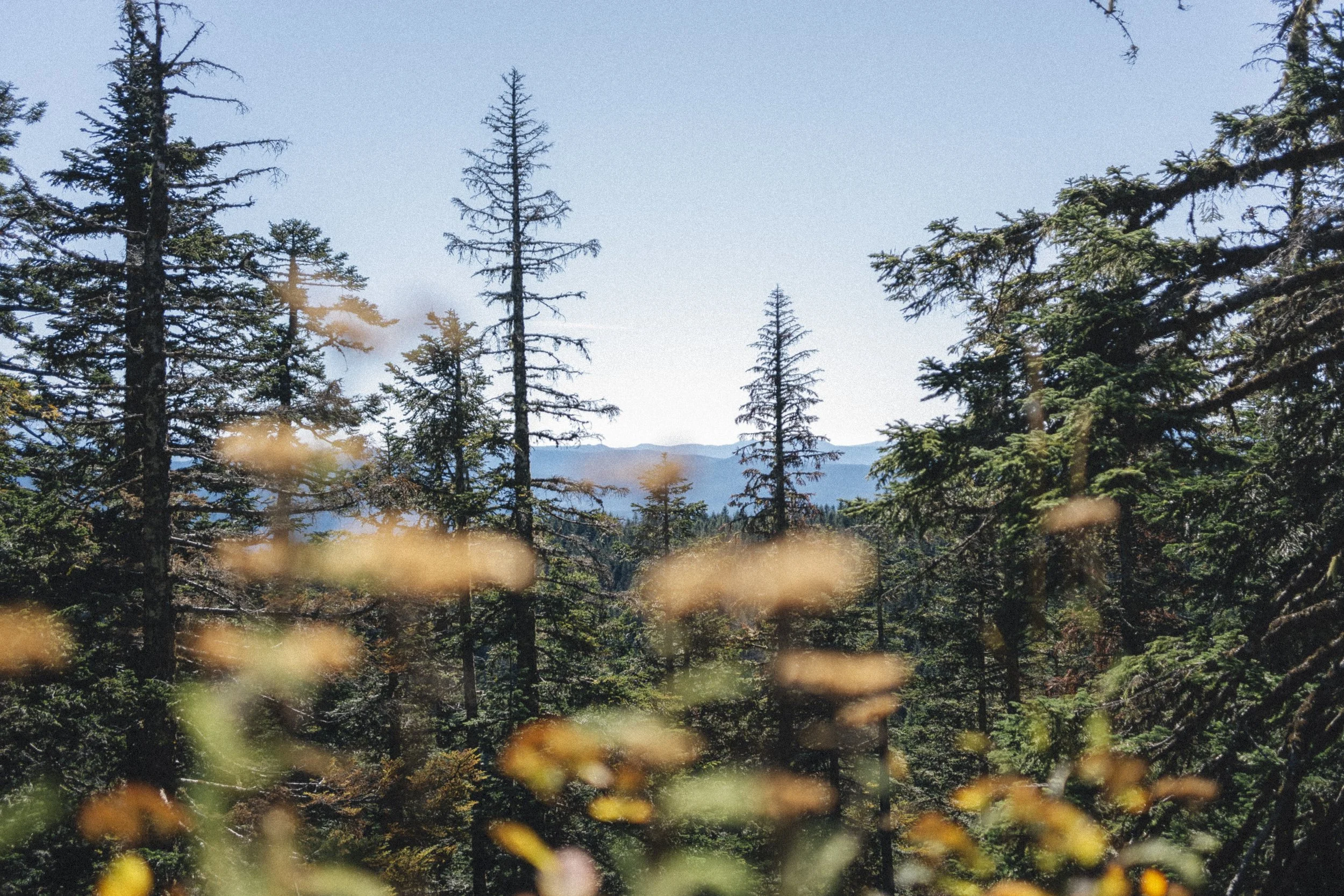 oregon_122.jpg