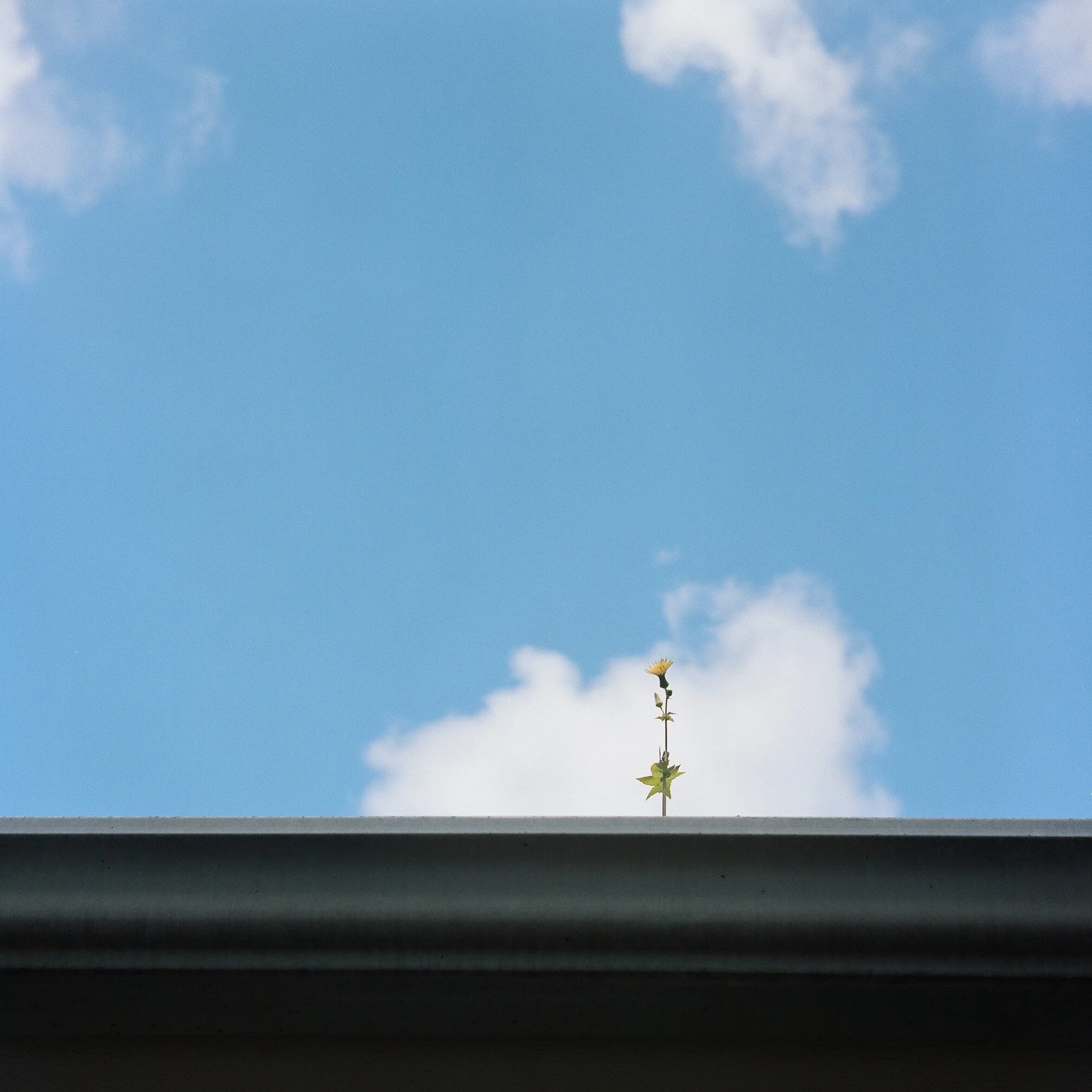 A single small flower growing upward from a crack in a roof, with a bright blue sky and a few clouds in the background.