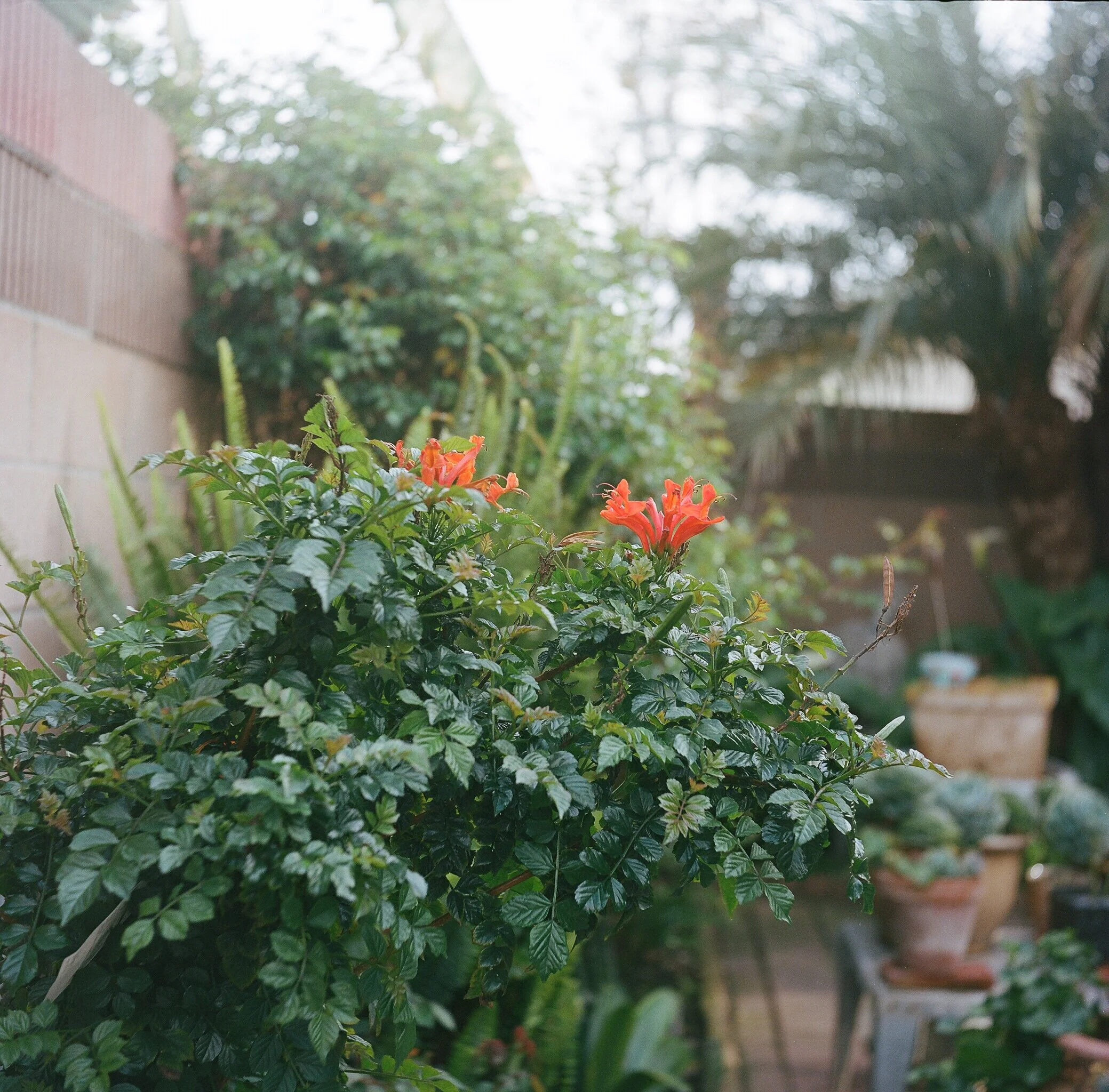 Garden with flowering orange flowers, potted plants, and lush greenery.