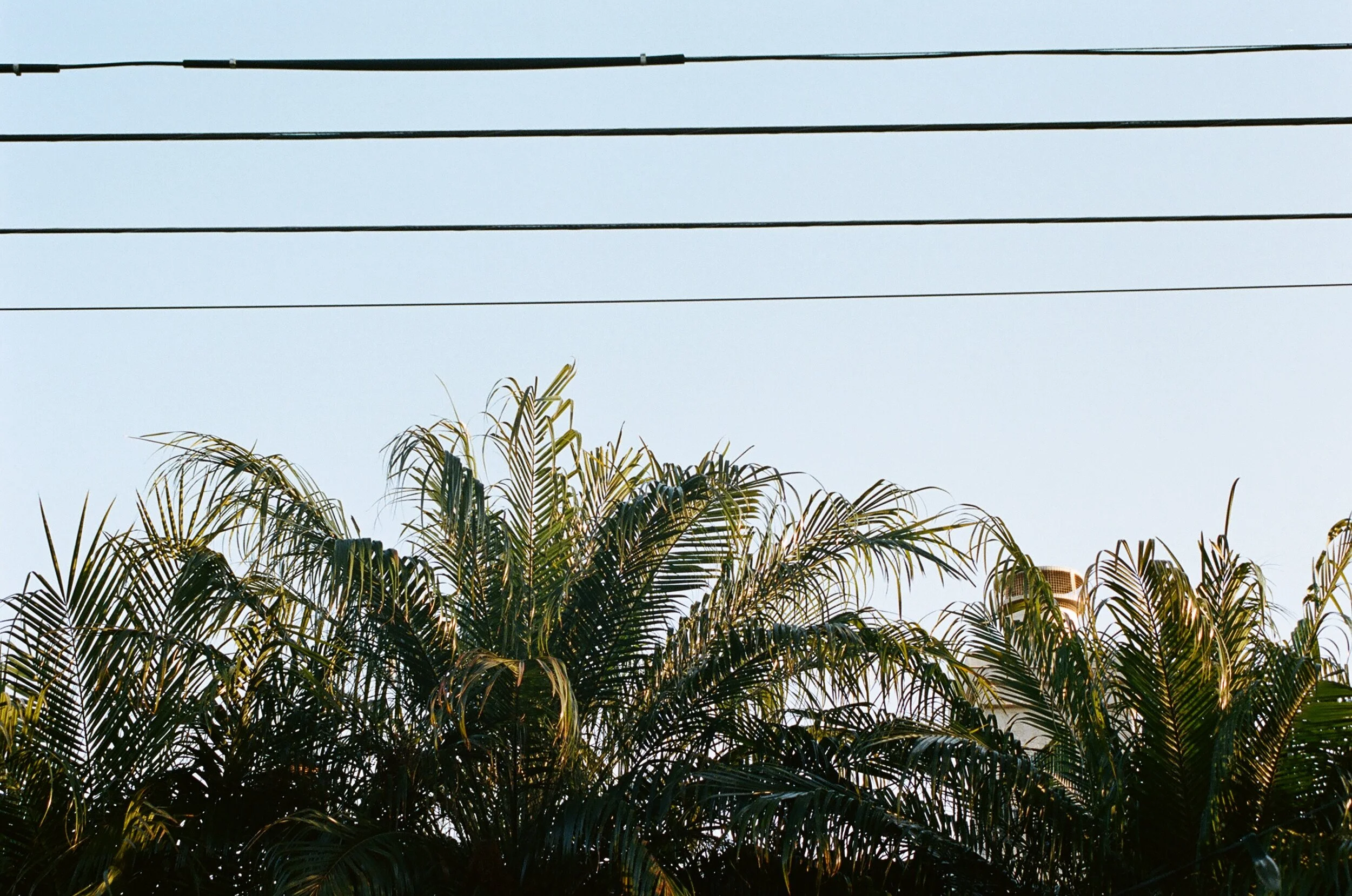 Palm trees with a clear sky and power lines overhead.