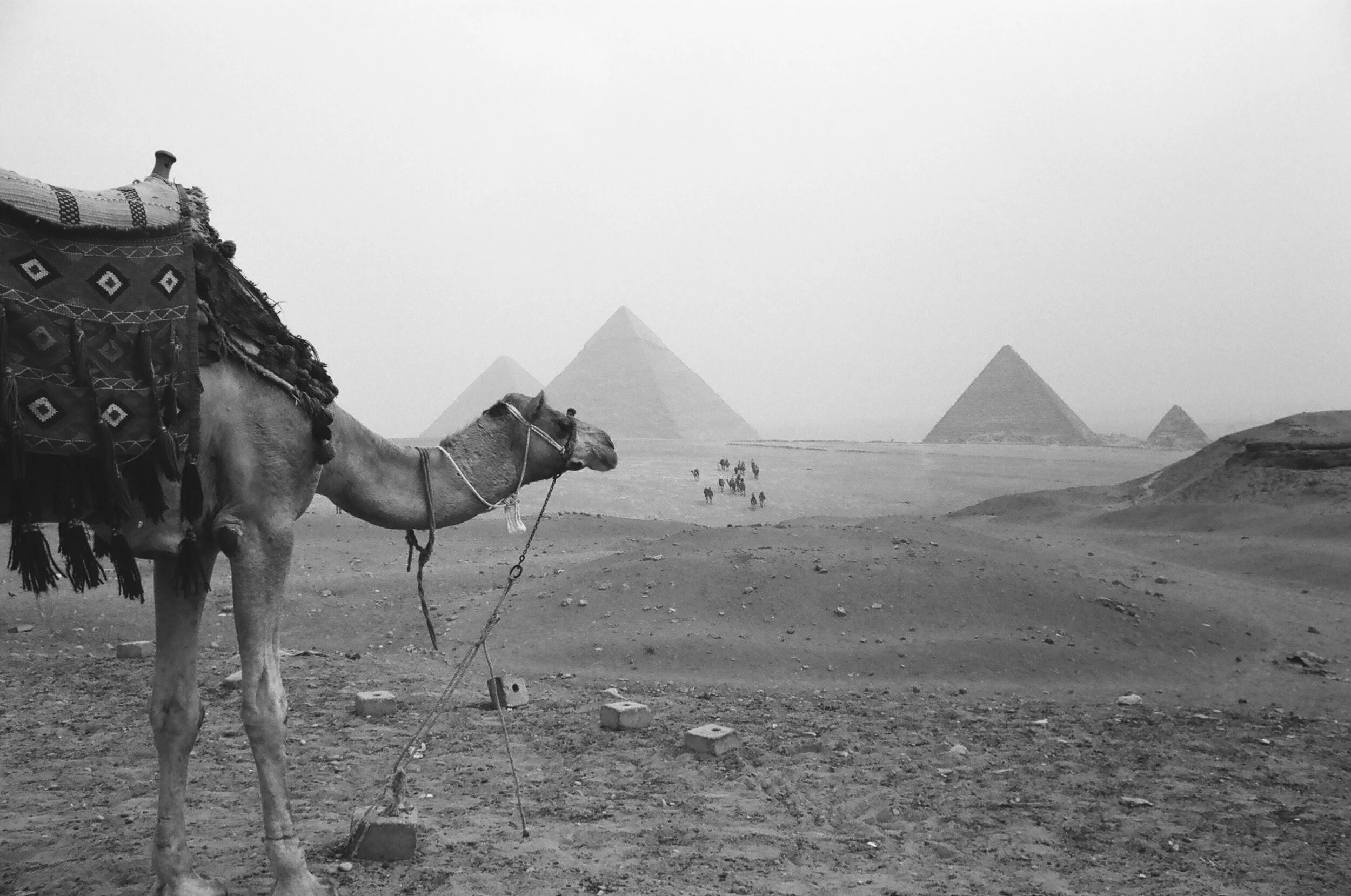 A camel standing on desert terrain with the pyramids of Giza in the background, under a hazy sky.