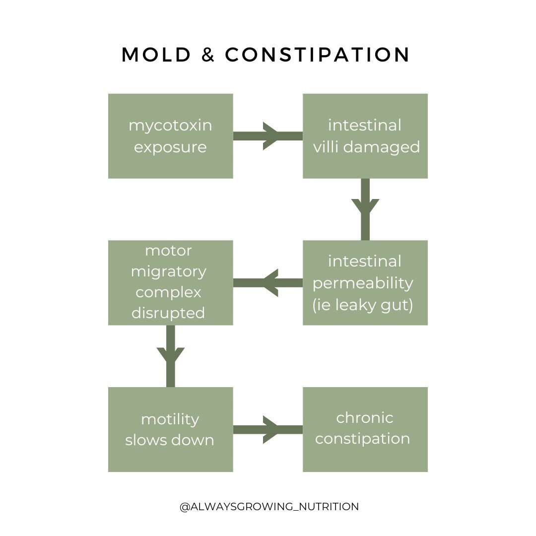 If you struggle with constipation that seems untouchable, it's worth considering mold and mycotoxins as a contributing factor.

Mycotoxins interfere with tight junction proteins which increases intestinal permeability (leaky gut) and can damage the i