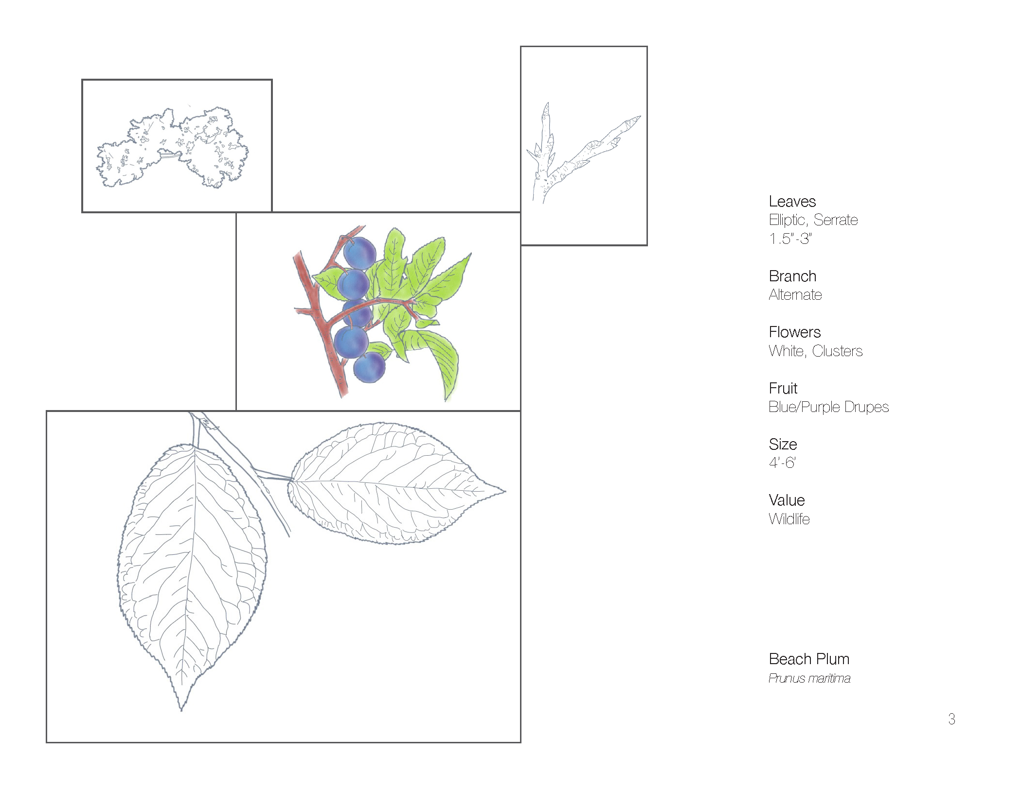Plant Book_Page_05.png