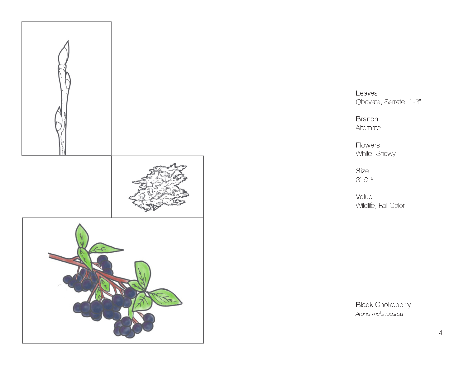 Plant Book_Page_06.png