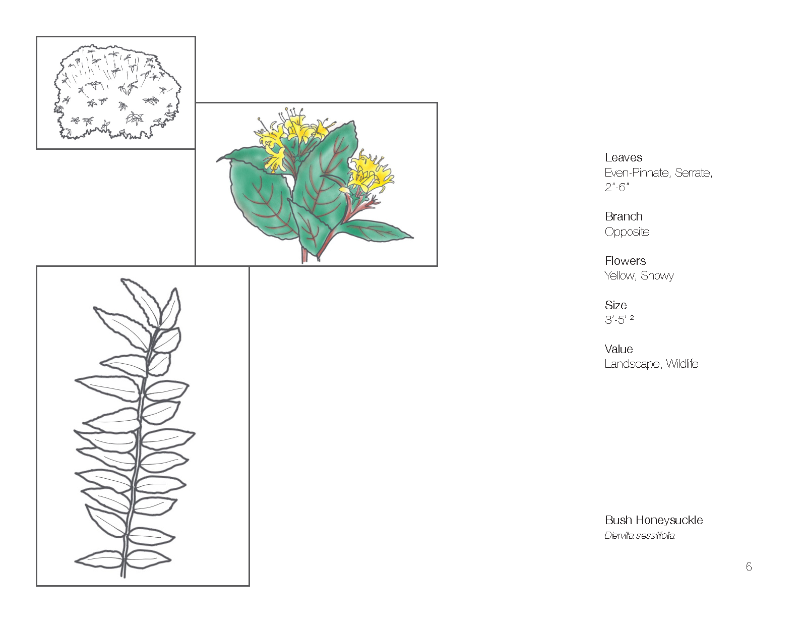 Plant Book_Page_08.png