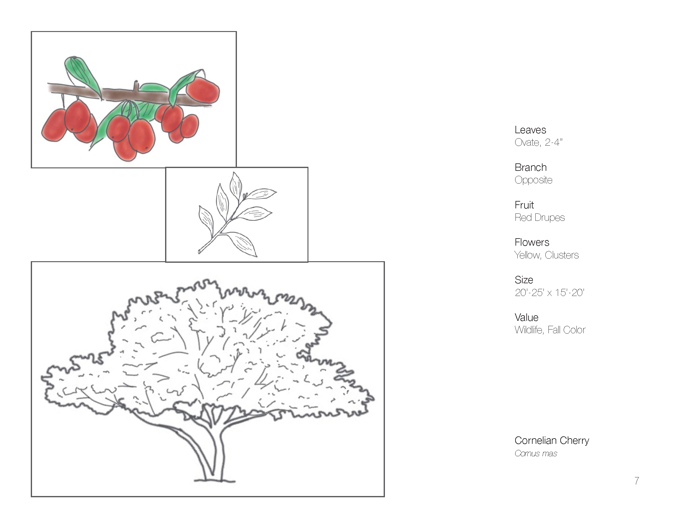 Plant Book_Page_09.png