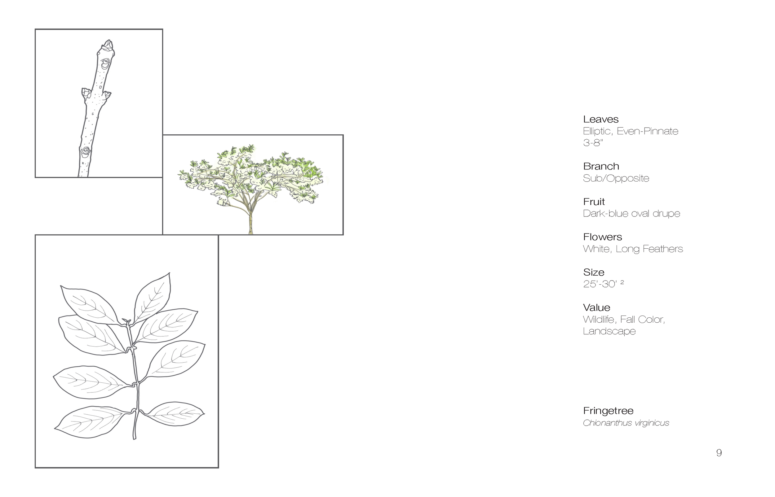 Plant Book_Page_11.png