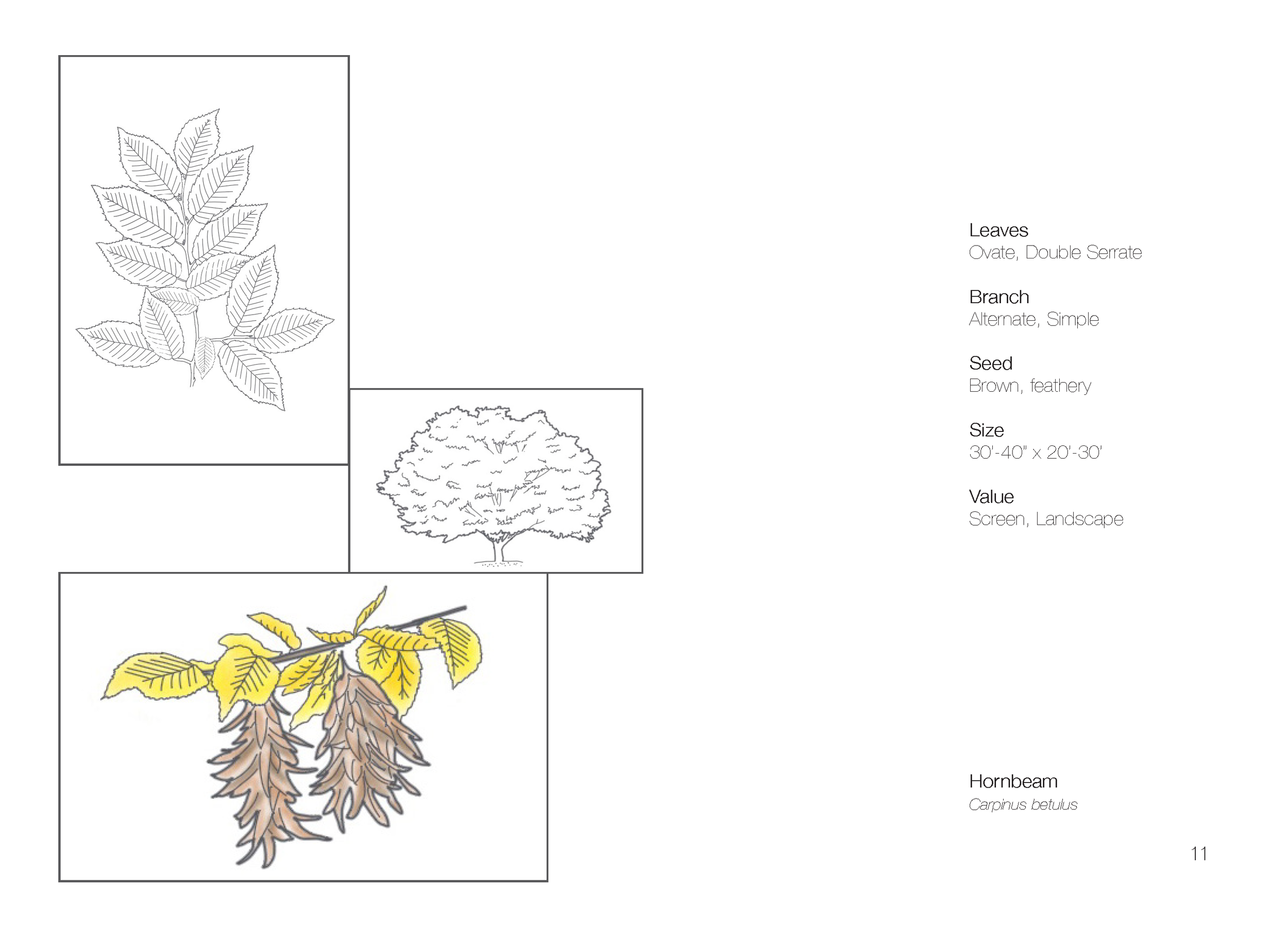 Plant Book_Page_13.png
