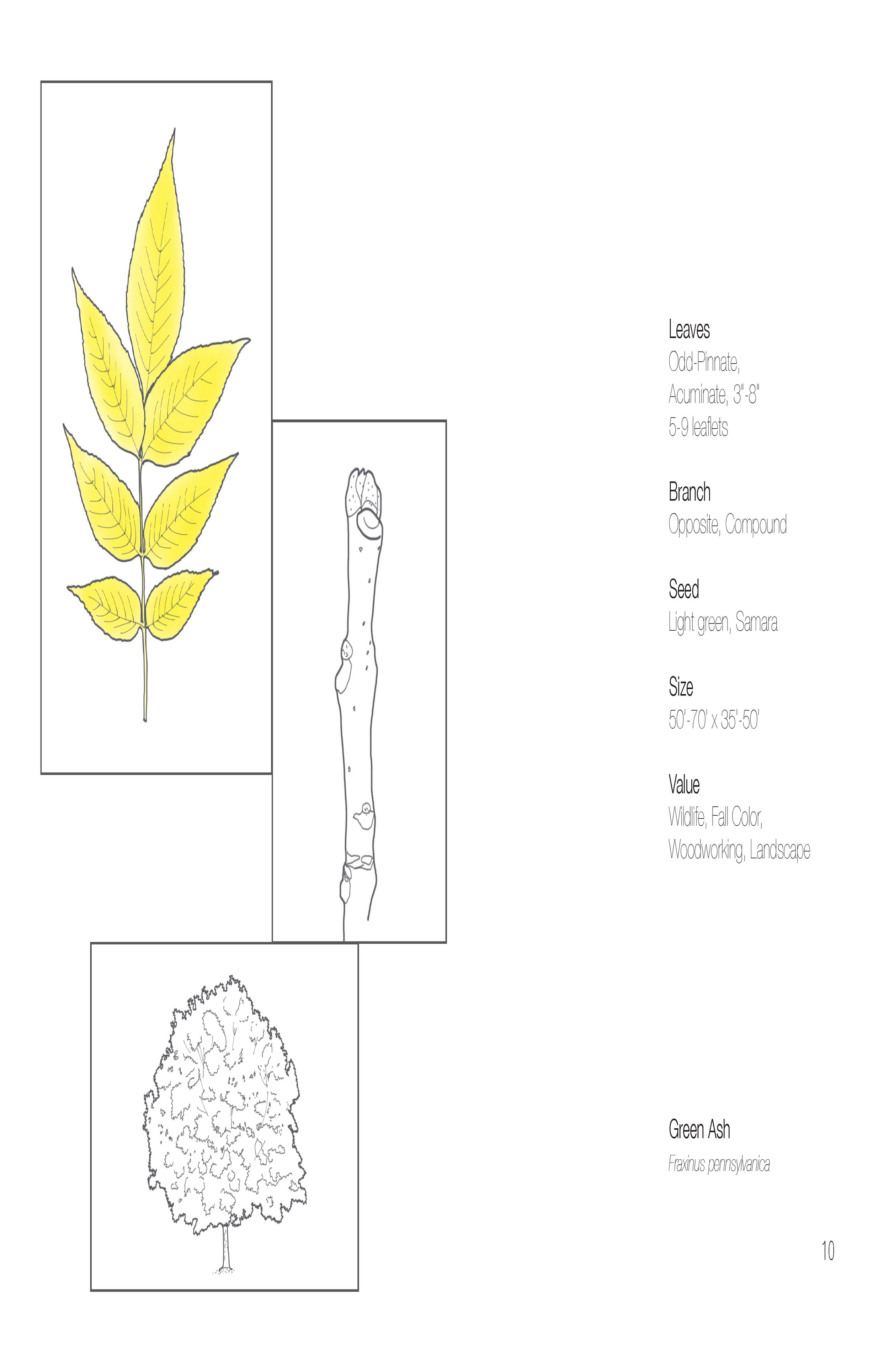 Plant Book_Page_12.png
