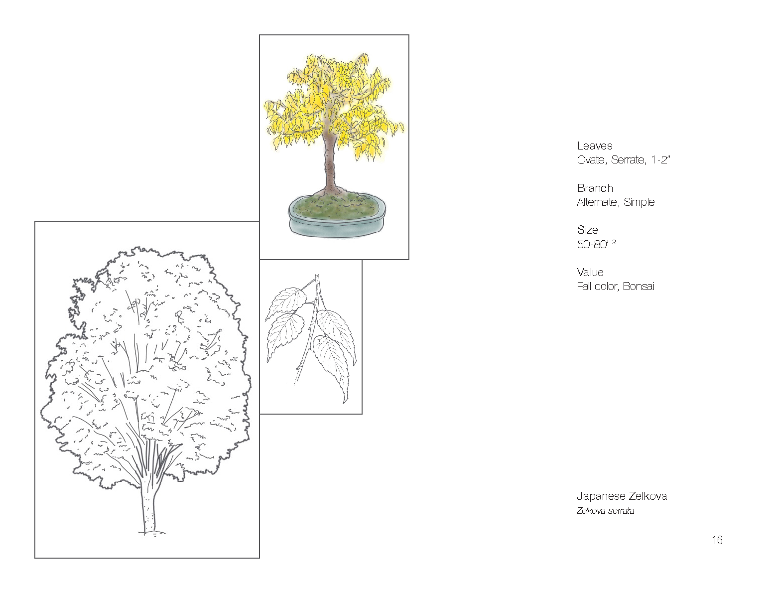 Plant Book_Page_18.png