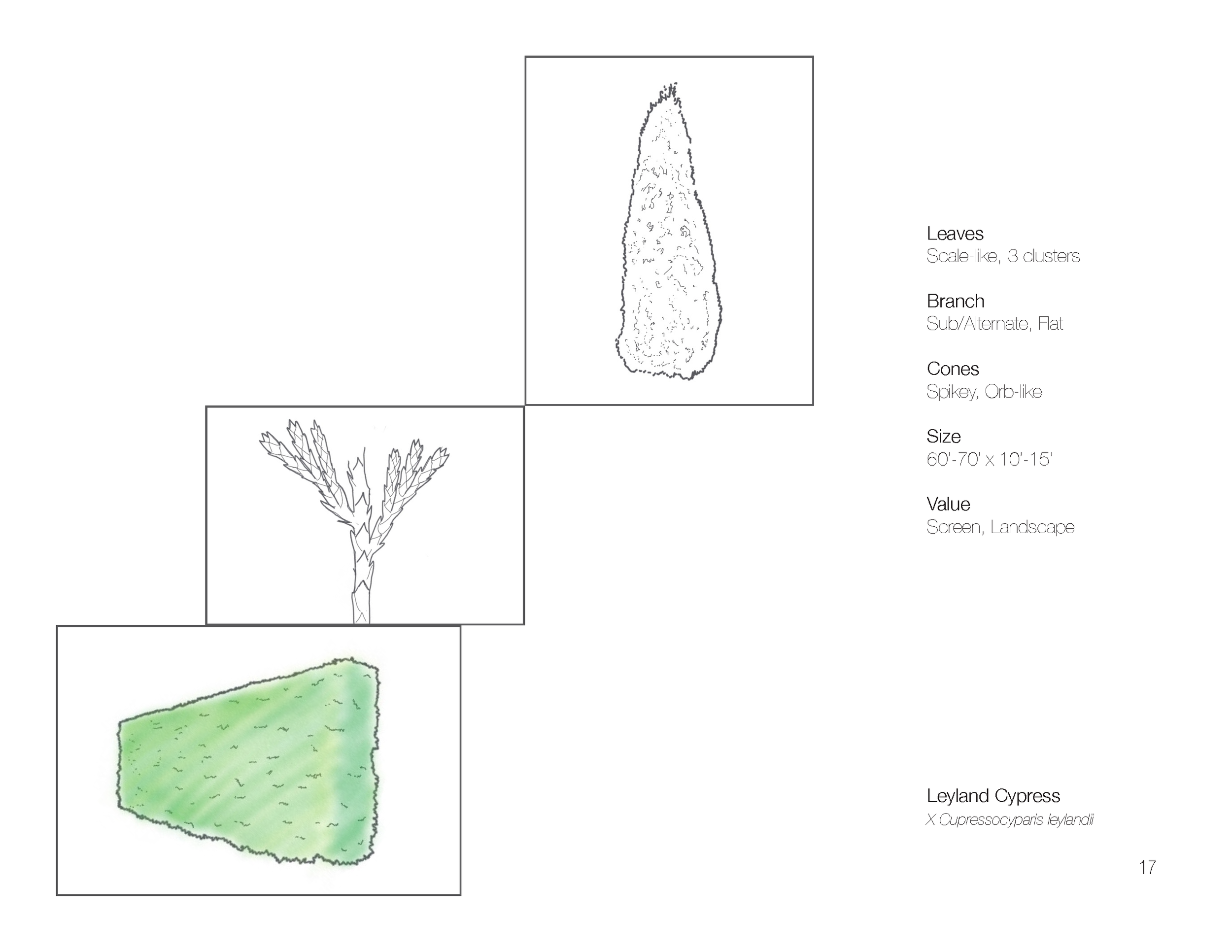 Plant Book_Page_19.png