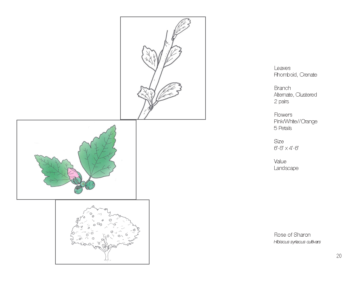Plant Book_Page_22.png