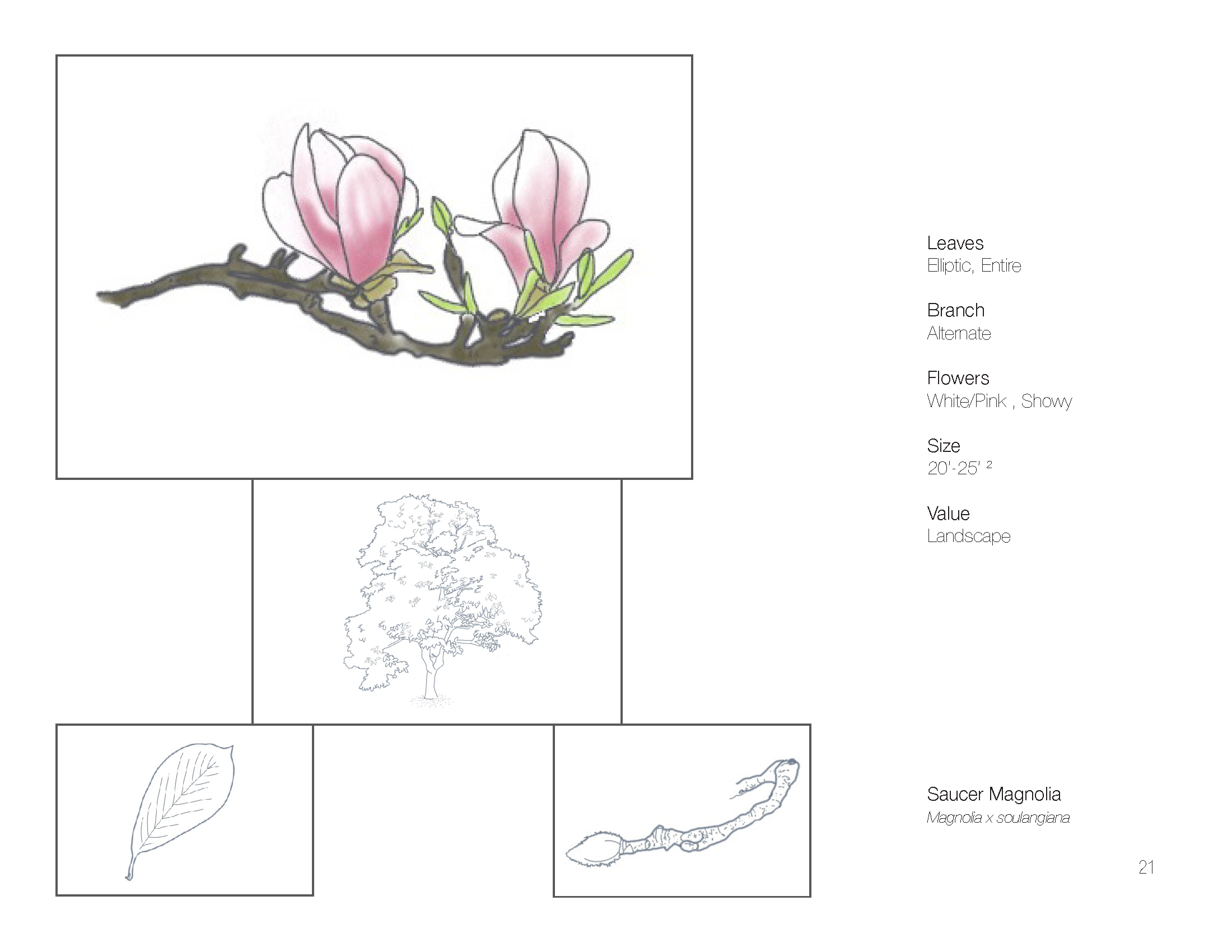 Plant Book_Page_23.png