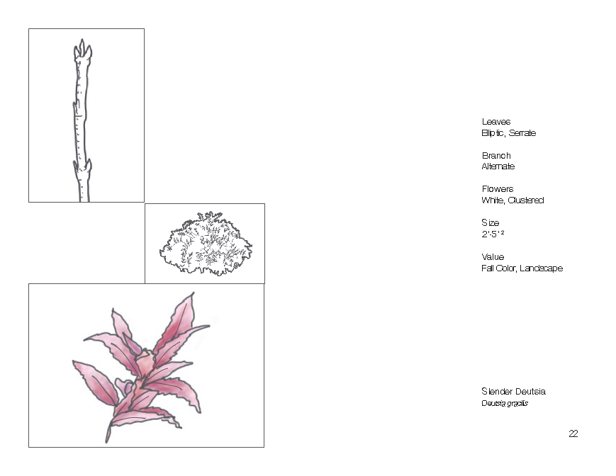 Plant Book_Page_24.png