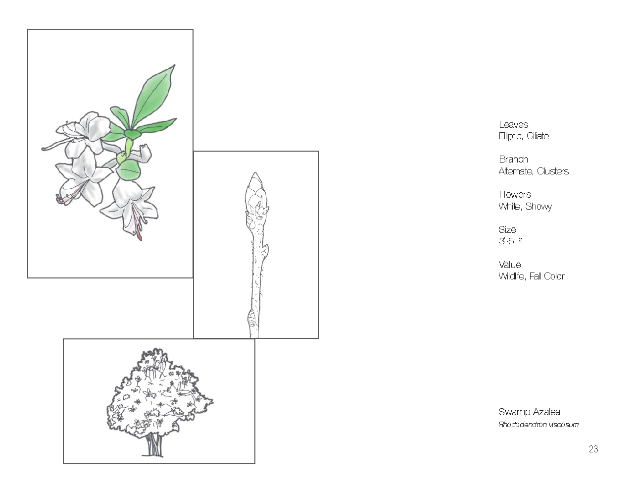 Plant Book_Page_25.png