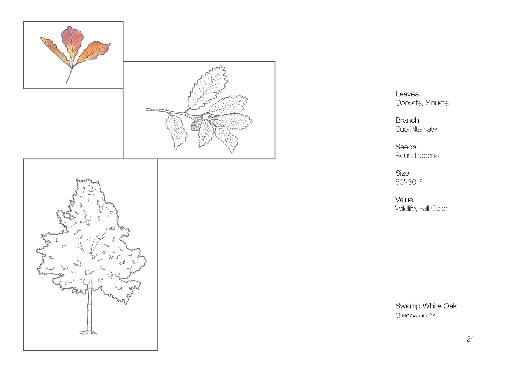 Plant Book_Page_26.png