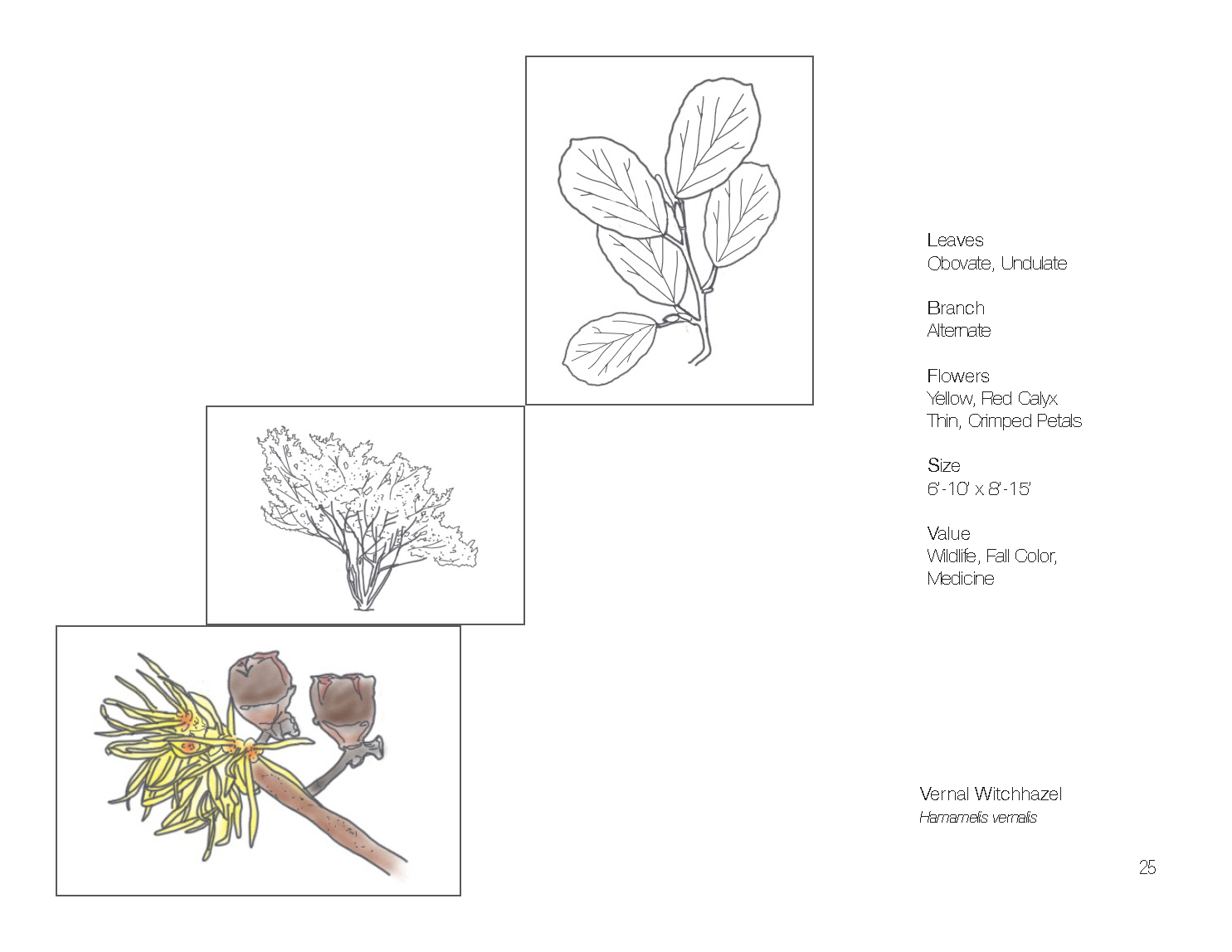 Plant Book_Page_27.png