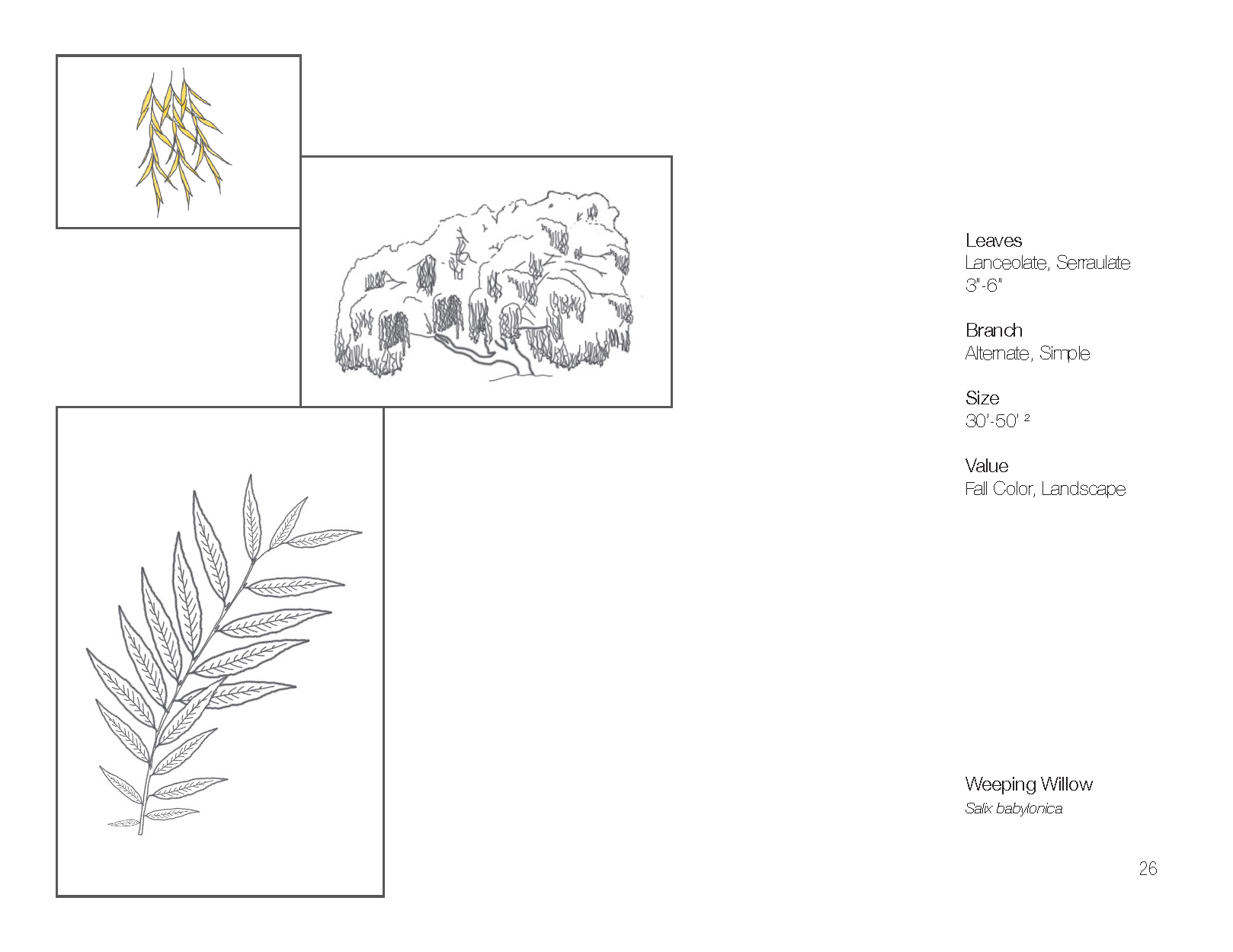 Plant Book_Page_28.png