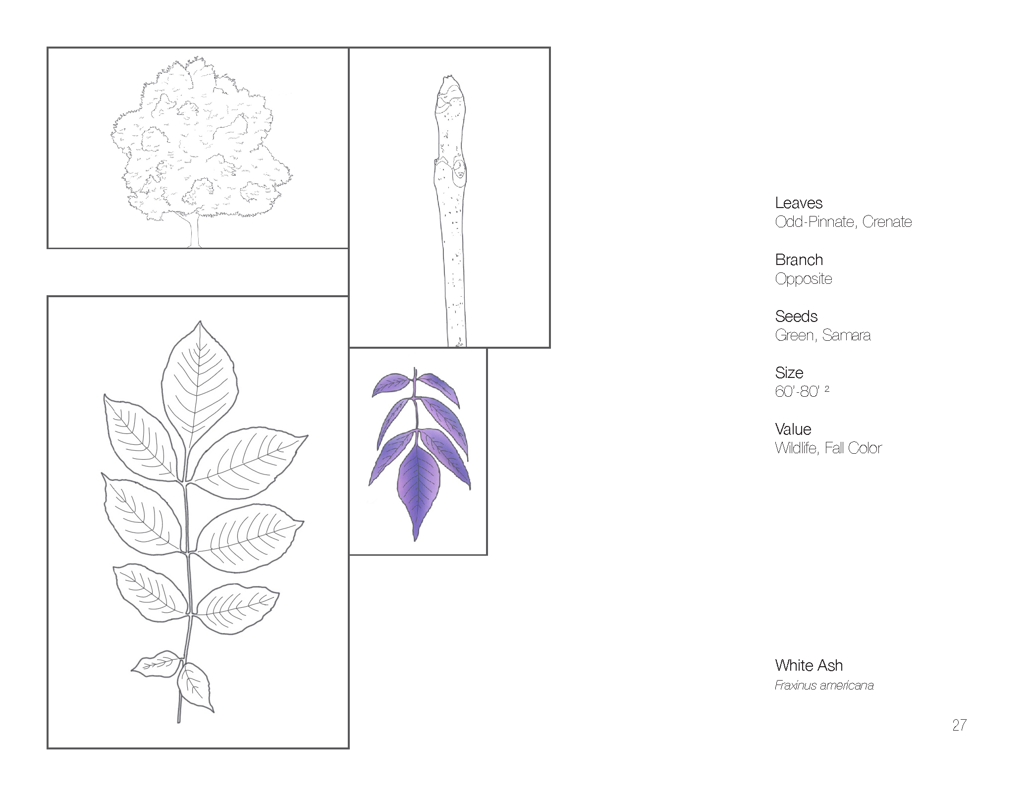 Plant Book_Page_29.png