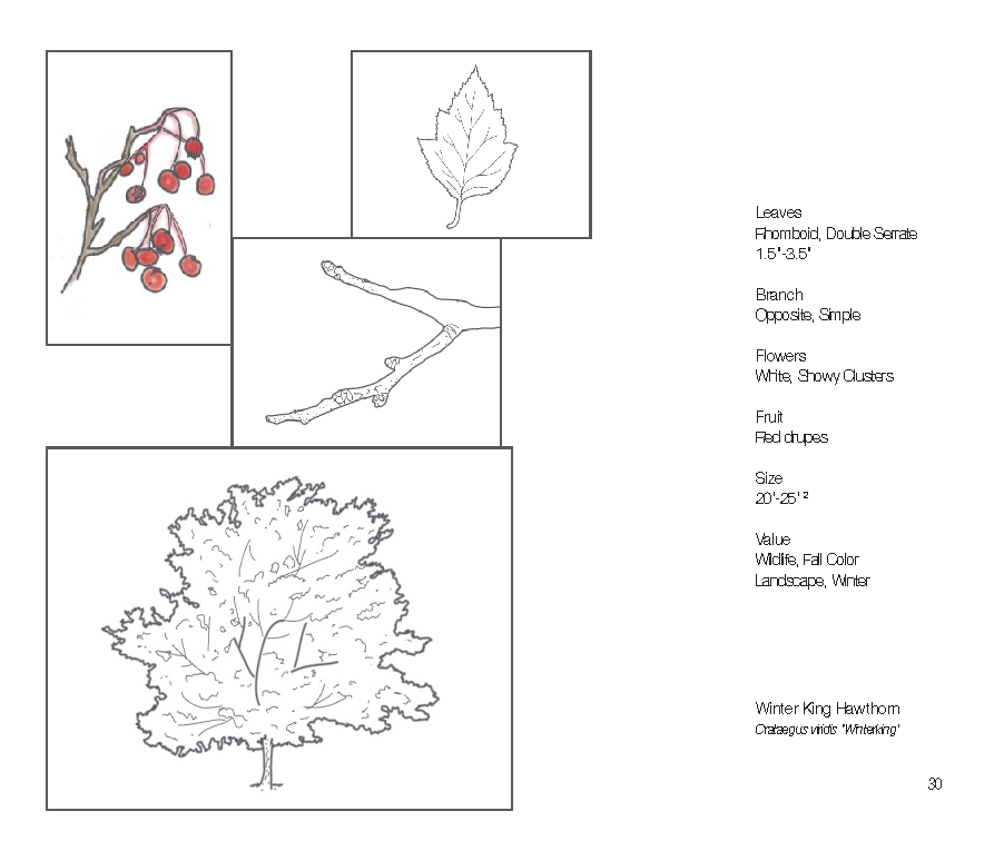 Plant Book_Page_32.png