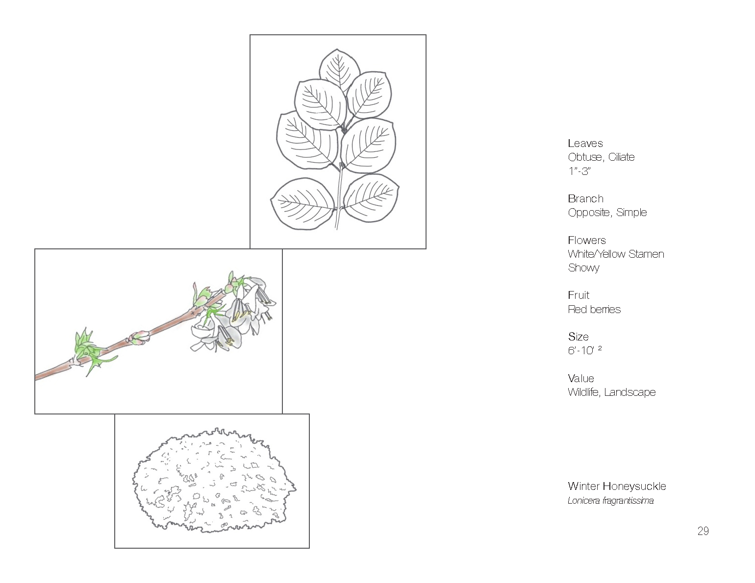 Plant Book_Page_31.png