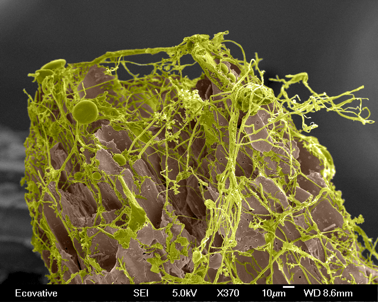 sem-yellow-1.jpeg