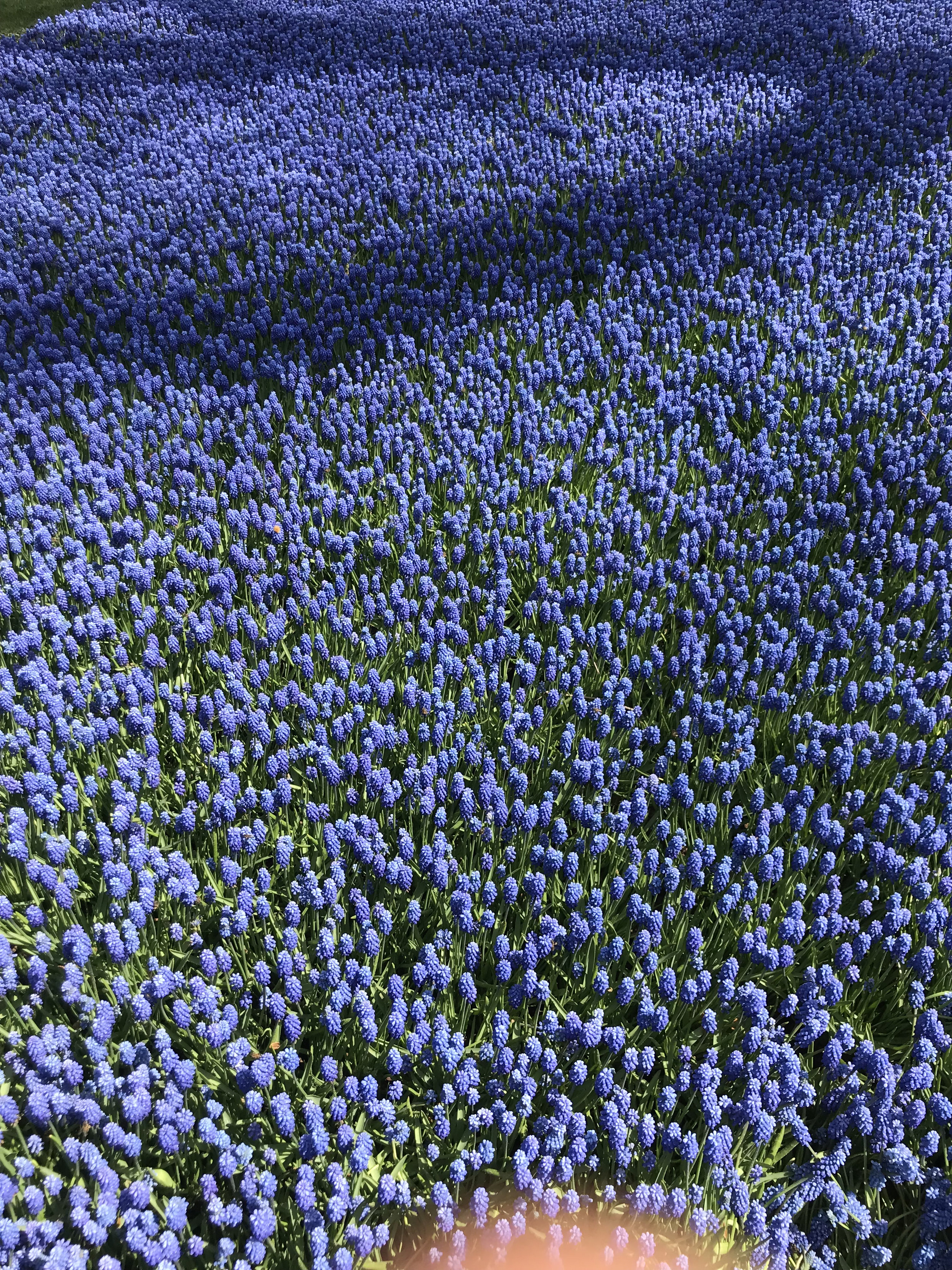 Flowers in Istanbul