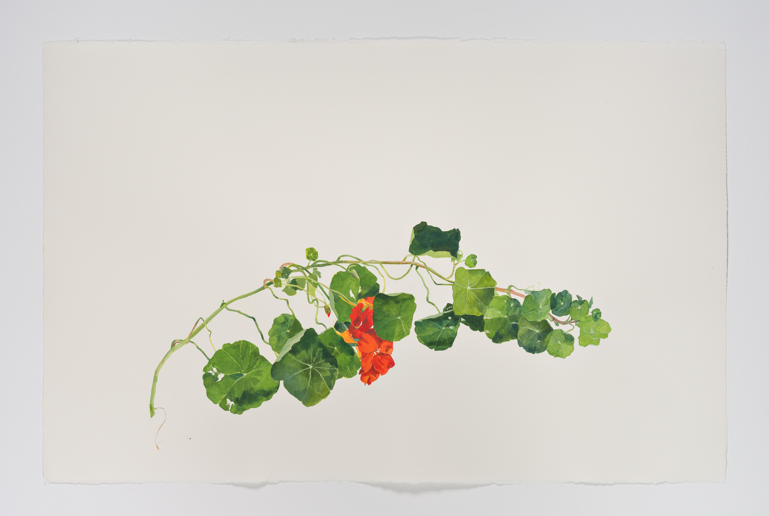 Nasturtium