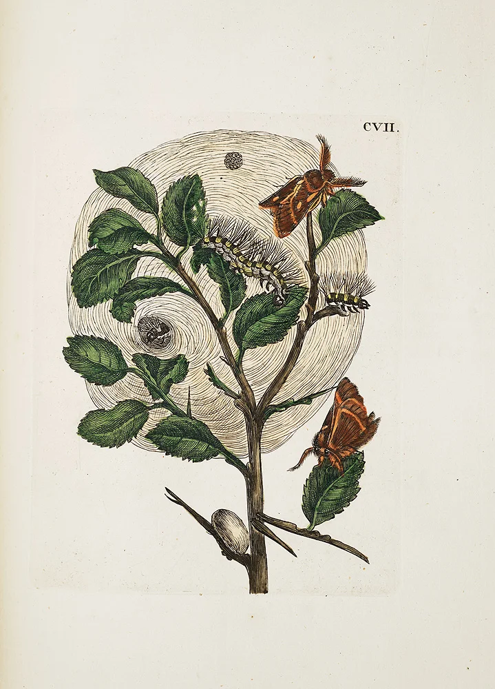 SIL7-288-111.jpg
