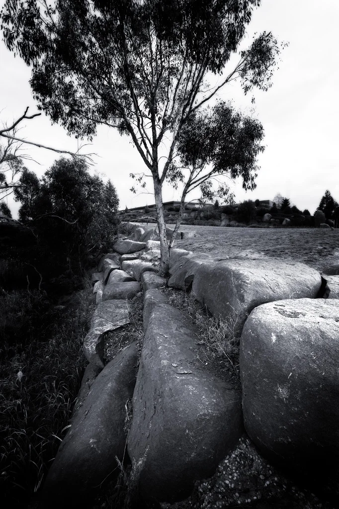 bunniungs rockstree.jpg