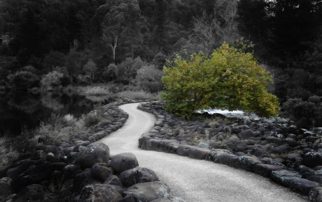 gorge walkway with tree.jpg