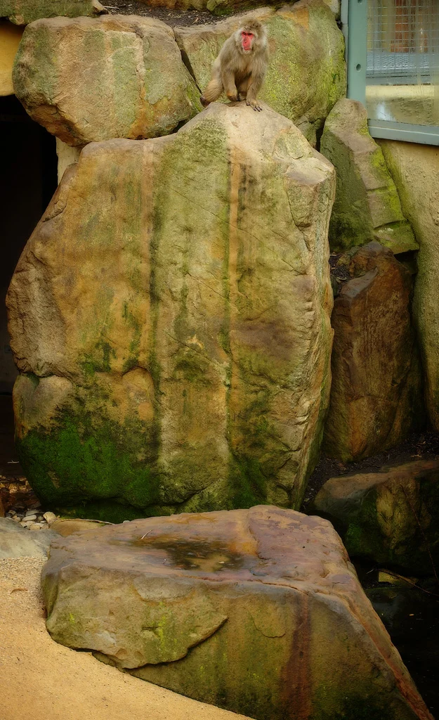 monkey entrance.jpg