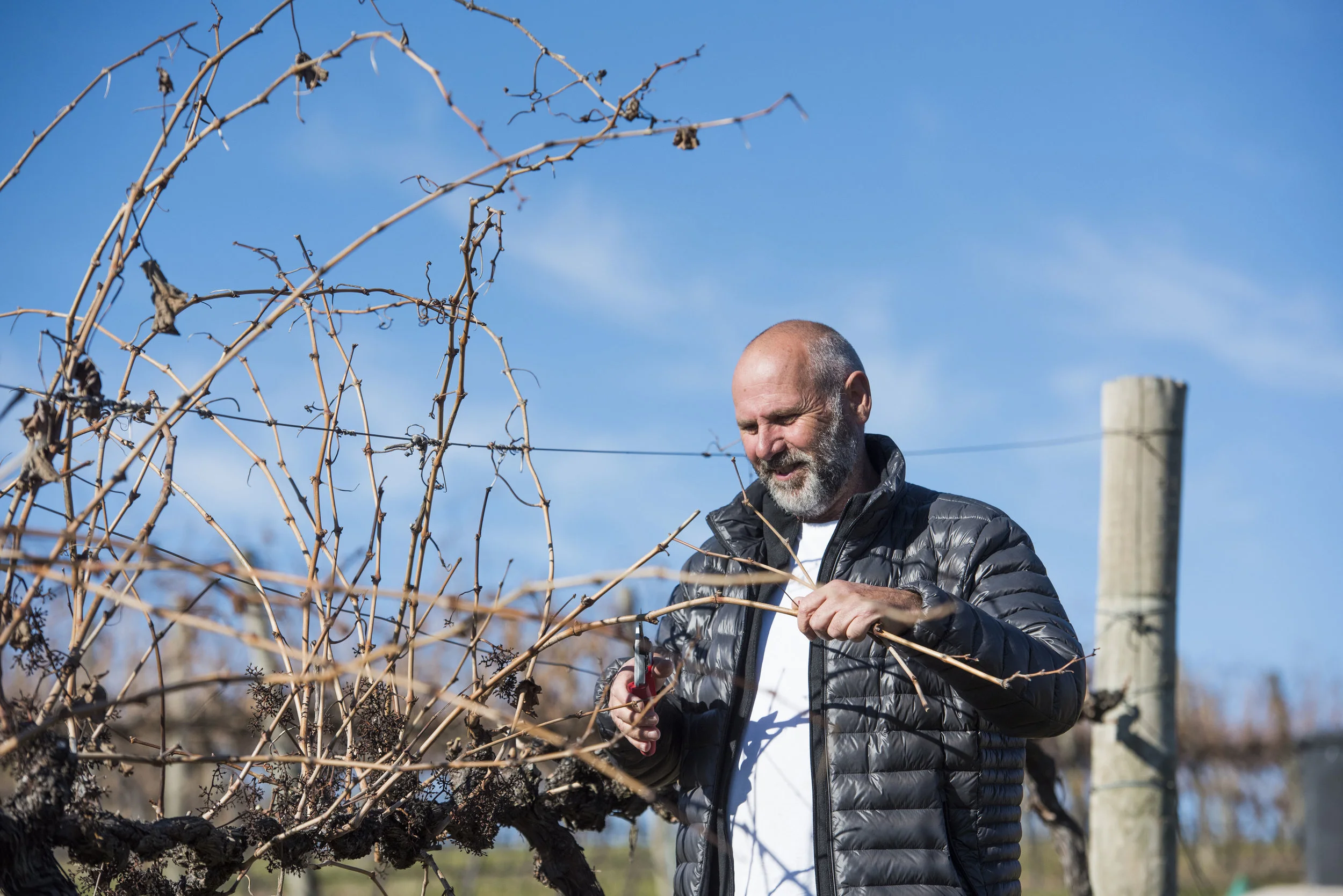 colin millott viticulturist