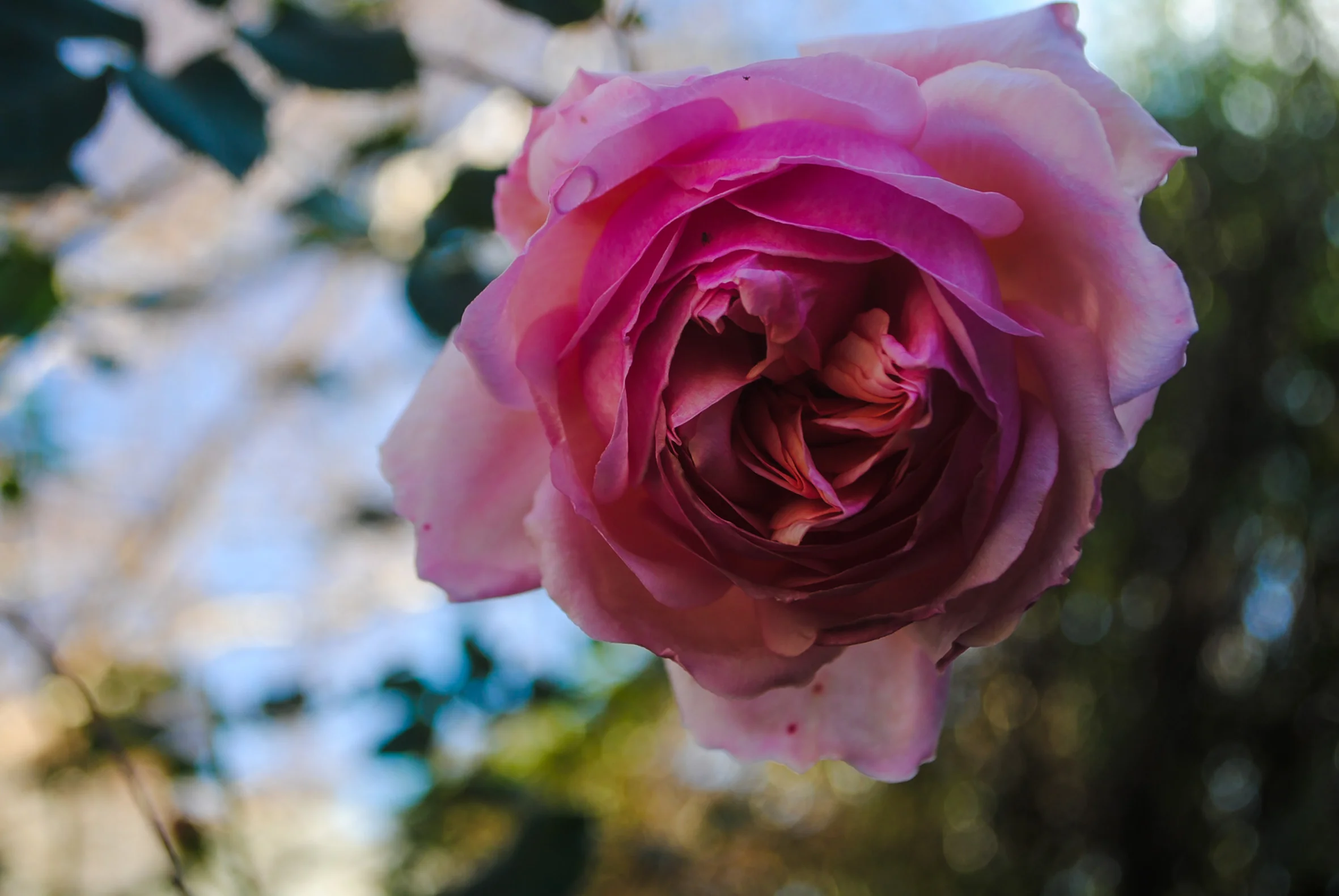 DSC_1014.jpg