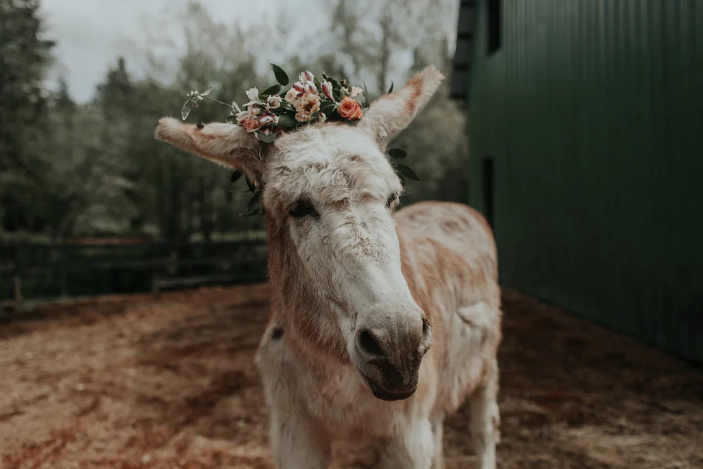 MenzeVisuals-Kayefleur-happyherd-26.jpg