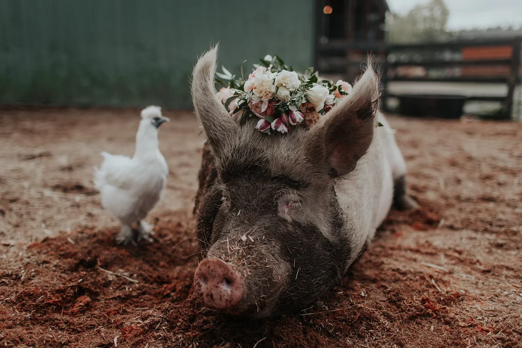 MenzeVisuals-Kayefleur-happyherd-45.jpg