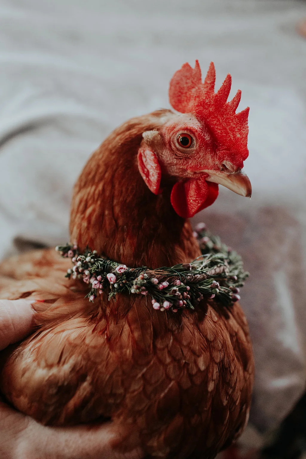 MenzeVisuals-Kayefleur-happyherd-84.jpg
