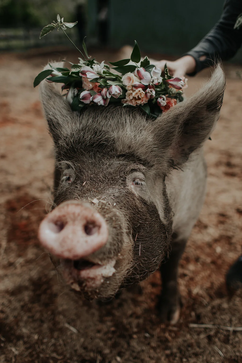 MenzeVisuals-Kayefleur-happyherd-95.jpg