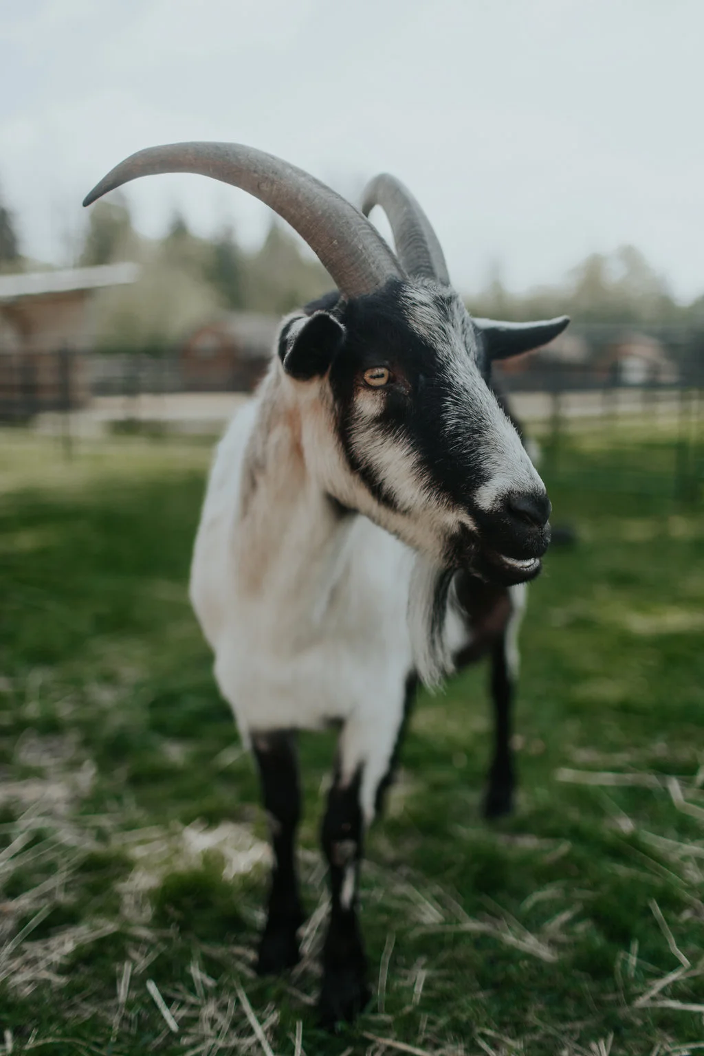 MenzeVisuals-Kayefleur-happyherd-28.jpg