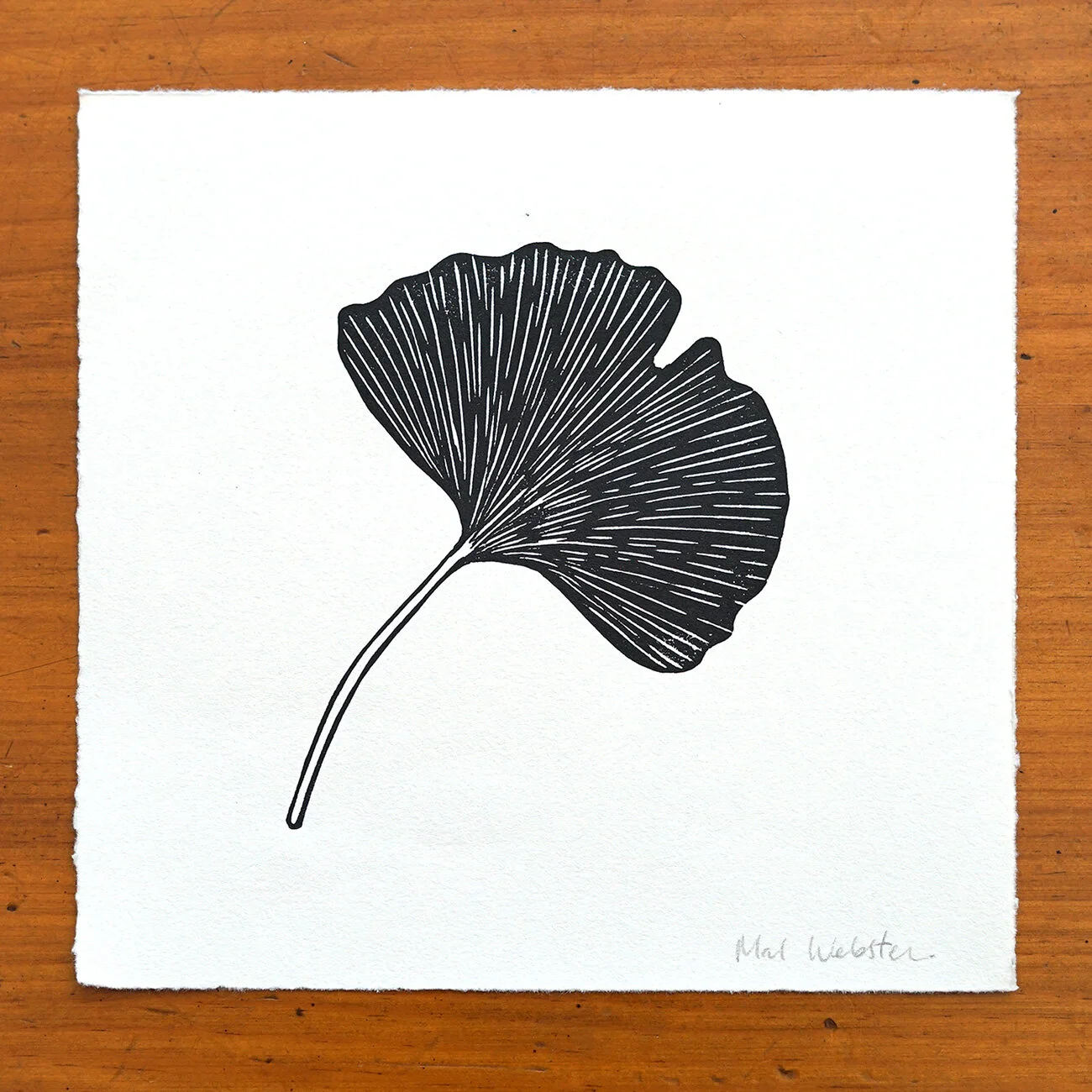 Ginkgo1.jpg