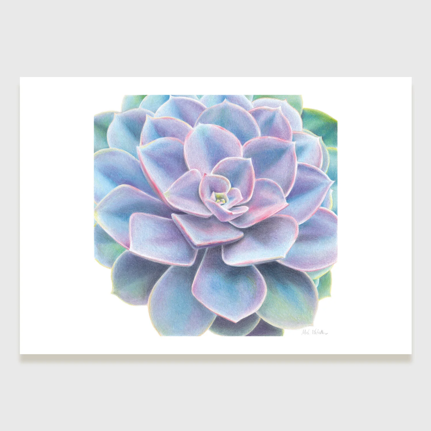 SucculentPrintMalWebster.jpg
