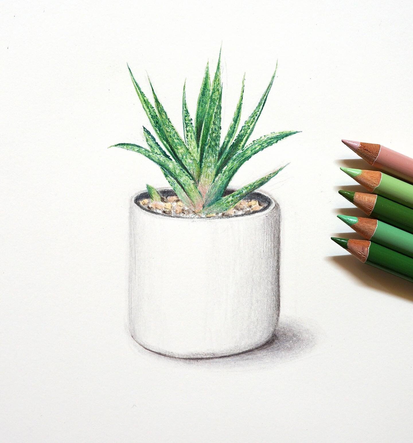 I&rsquo;ve been adding a few Holbein pencils to my (excessive) pencil collection, but with colour names like Cactus Green how could I resist! 🤷🏻&zwj;♂️
I tested out some of the green tones on this succulent sketch today and they&rsquo;re beautiful 