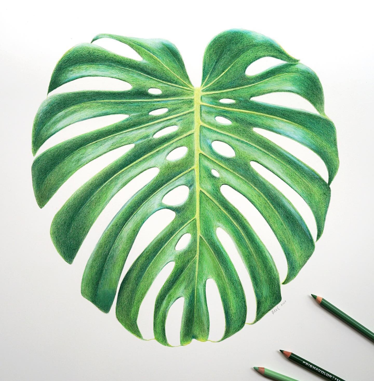 Finished off this glossy green beauty today, all in coloured pencil. Now to start another one. ✏️🪴

#monstera #colouredpencilart #realism #prismacolor @prismacolor #nationalpencilday #pencilart