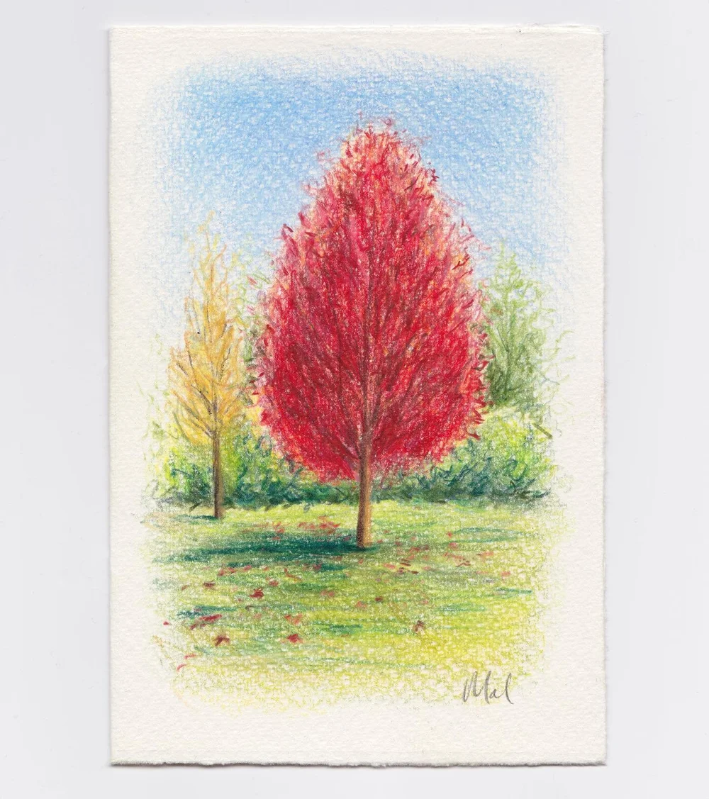 Autumn scribbles 🍁✏️

#autumn #pencildrawing #carandacheluminance #fabercastellpolychromos #pencilsketch