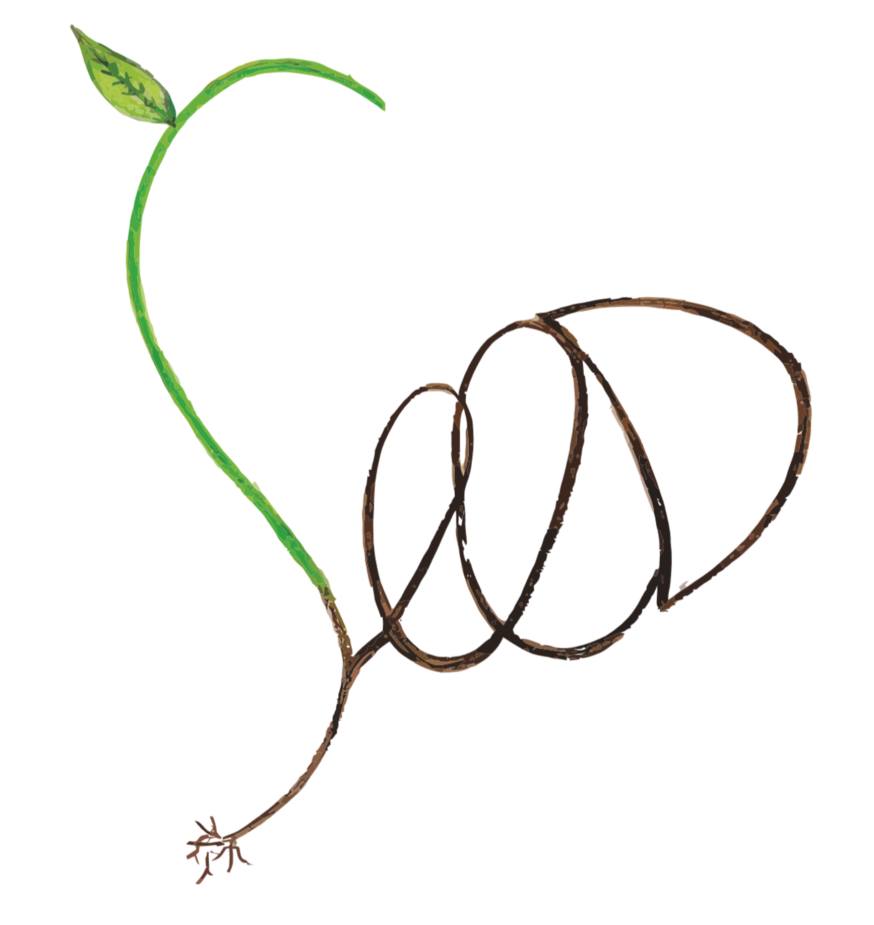 seed.png