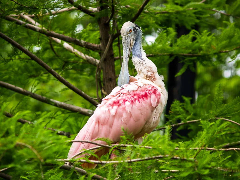 Roseate Spoonbill