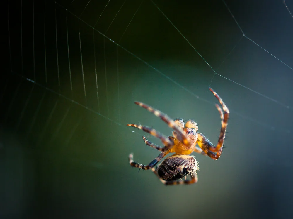 Spider