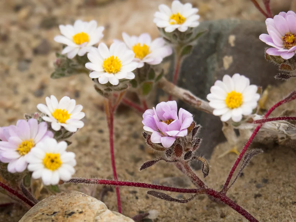 Desert Wildflowers